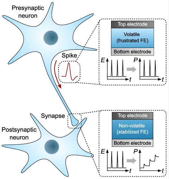 Tailoring the remanence of the ferroelectric polarization to emulate artificial neurons
and synapses.